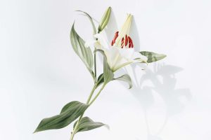 El significado de cada flor: el lenguaje oculto de los ramos